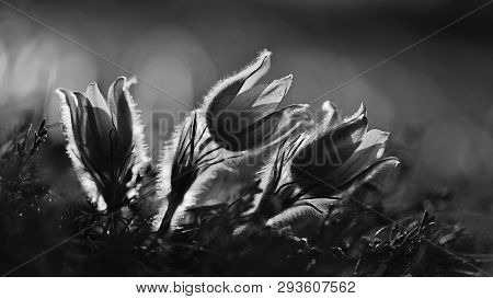 Springtime Season. Beautifully Spring Flowers Blossoming Pasque Flower In The Sunset With A Natural