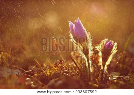 Spring Background With Flowers On Meadow. Beautiful Blooming Pasque Flower At Sunset. Spring Nature,