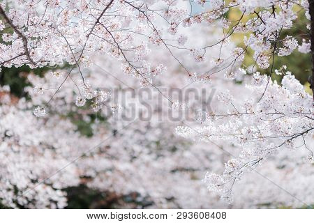 Marvelous And Beautifull Mood Of The Cherry Blossom Sakuras Of Tokyo In Japan