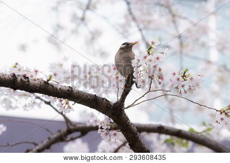 A Starling Bird Alone In The Cherry Blossoms In Tokyo.