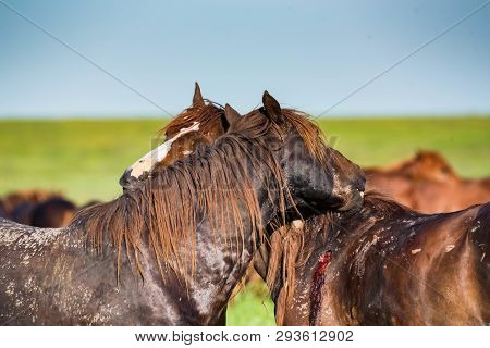 Young Stallions Fight And Bite Each Other