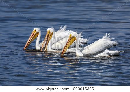 Three American White Pelicans Fish Together On The Waters Of Ding Darling National Wildlife Refuge O
