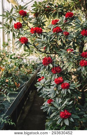 Vertical Close Up Photo Of The Blooming Colorful Red Rhododendron Flowers In Hothouse, Selective Foc