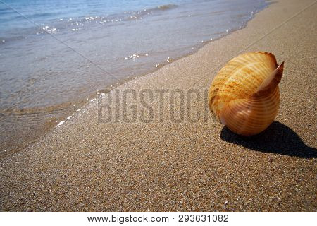 A Freshly Caught Shell On The Beach Of Farangas, Paros, Greece