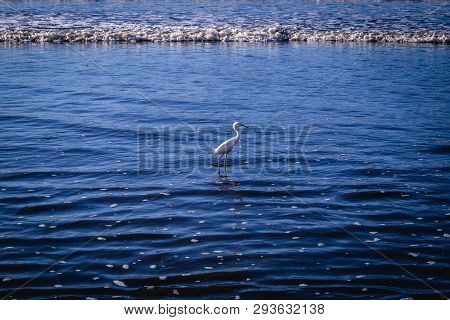 The Little Egret Is A Heron That Occurs In Temperate And Tropical America, Small White Heron Walking
