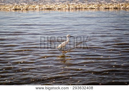 The Little Egret Is A Heron That Occurs In Temperate And Tropical America, Small White Heron Walking