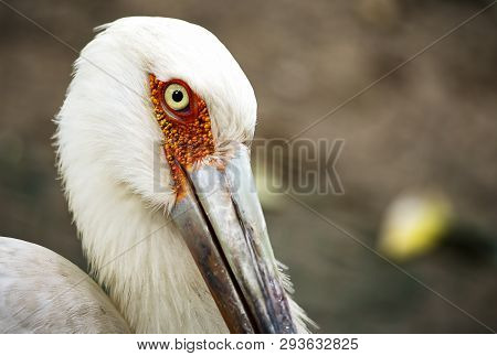 Close-up Of The White Head Of A Maguari Stork And Its Mesmerizing Eye.