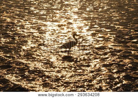 The Little Egret Is A Heron That Occurs In Temperate And Tropical America, Small White Heron Walking