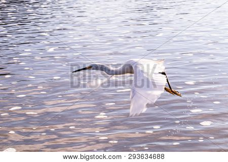 The Little Egret Is A Heron That Occurs In Temperate And Tropical America, Small White Heron Walking