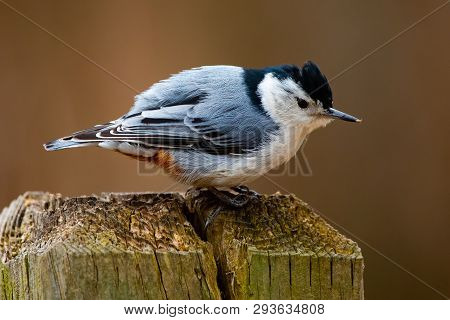 Fauna Feathered Birds Small White Breasted Nuthatch Closeup