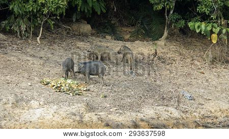 Wildbeasts On Shore Of Chiao Lan Lake In Thailand