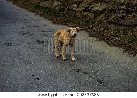 Homeless Puppy Walking