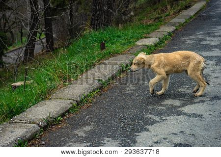 Homeless Puppy Walking