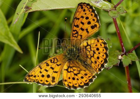 Lesser Marbled Fritillary - Brenthis Ino
Upper Side