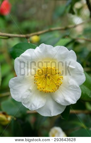 Kamelia Pink Icicle (camellia Japonica) Im Spril 2 - 5.4.2019