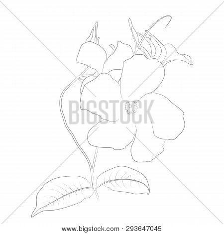 Vector Contour Illustration Of Mandevilla Sanden For Coloring Book. Floral Template. Beautiful Weddi