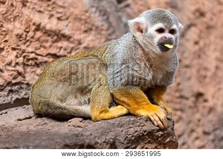 Cute Squirrel Monkey Saimiri Sciureus . Funny Monkey