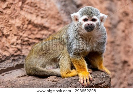 Cute Squirrel Monkey Saimiri Sciureus . Funny Monkey