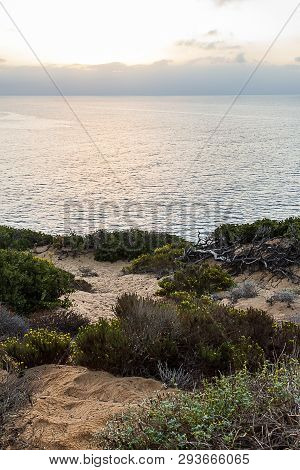 Bushes And Wildflowers On Cliff Side Overooking The Pacific Ocean