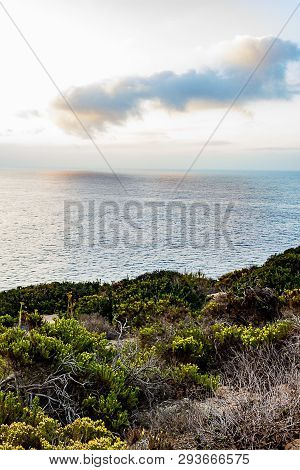 Western Wallflowr Against Pacific Ocean In The Morning