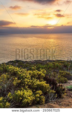 Blooming Wildflowers On Cliff Overlooking Pacific Ocean With Vista