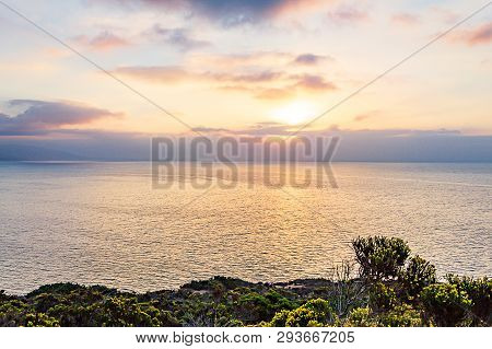 Western Wallflowr Blooming On Cliff With Pacific Ocean At Sunrise