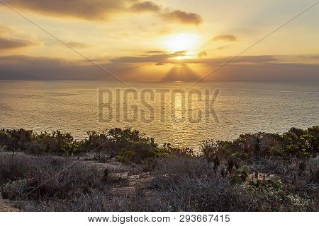 Bushes And Cactus On Cliffside Overlooking Pacific Ocean At Sunrise