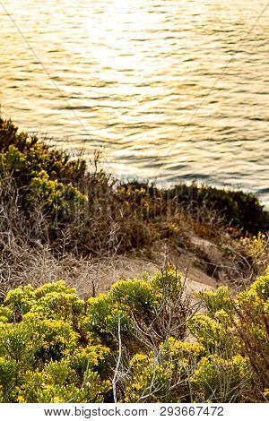 Western Wallflowr Blooming On Cliff With Pacific Ocean With Wild Grass And Weeds
