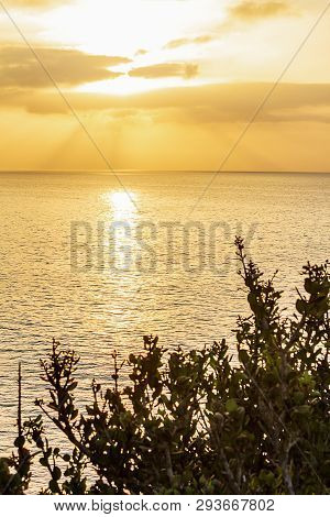 Western Wallflower Bush Silhouetted Against Ocean With Sunrise
