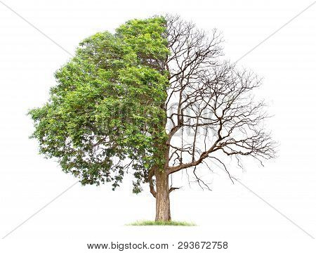 Concept Of Doubleness. Dead Tree On One Side And Living Tree On The Different Side. Isolated On A Wh