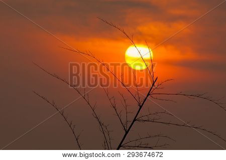 Silhouette Of Bamboo Branch And Sunrise. Thailand