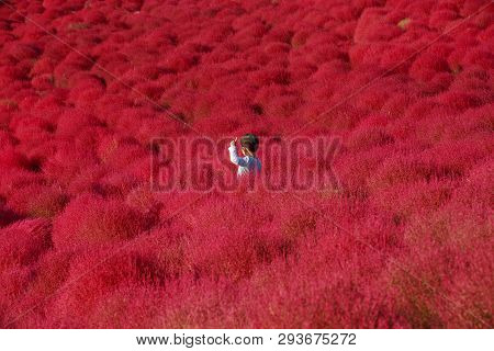 Ibaraki, Japan - October 18: Boy Among The Mass Of Kochia On October 18, 2015 In Kokuei Hitachi Seas