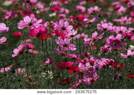 Cosmos Flowers In Kokuei Hitachi Seaside Park - Hitachinaka, Ibaraki, Japan