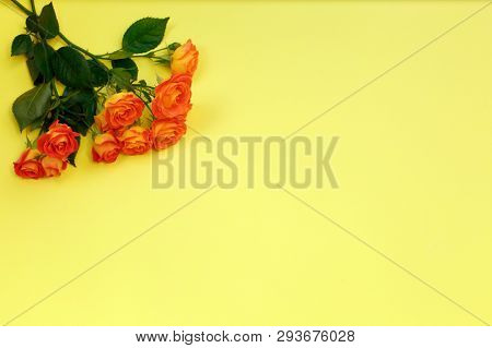 Background Of A Bouquet Of Beautiful Fresh Vivid Orange Roses Tinged With Red For Celebrating Valent