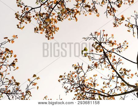 A Low Vantage Point To The Leaves Of Sacred Fig Tree , Looking Up To The Sky