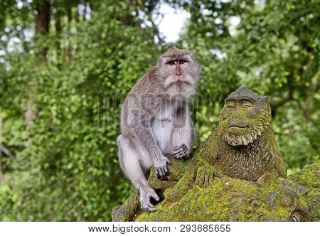 Taiwanese Macaque Or Taiwanese Rhesus (macaca Cyclopis). Distributed In Taiwan, Primarily In The Nor