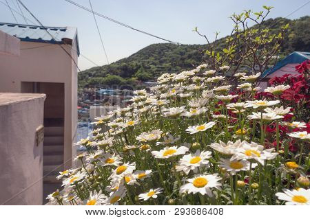 Close Up Of Daisy Flowers In Bloom In Front Of One Of Gamcheon Village Houses In Busan, South Korea