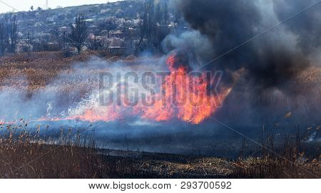 Raging Forest Spring Fires. Burning Dry Grass, Reed Along Lake. Grass Is Burning In Meadow. Ecologic