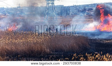 Raging Forest Spring Fires. Burning Dry Grass, Reed Along Lake. Grass Is Burning In Meadow. Ecologic
