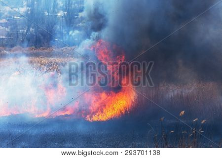Raging Forest Spring Fires. Burning Dry Grass, Reed Along Lake. Grass Is Burning In Meadow. Ecologic