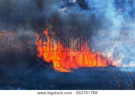 Raging Forest Spring Fires. Burning Dry Grass, Reed Along Lake. Grass Is Burning In Meadow. Ecologic