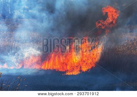 Raging Forest Spring Fires. Burning Dry Grass, Reed Along Lake. Grass Is Burning In Meadow. Ecologic