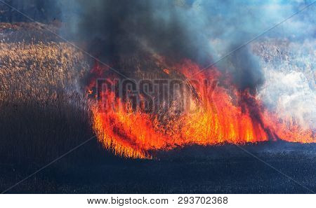 Raging Forest Spring Fires. Burning Dry Grass, Reed Along Lake. Grass Is Burning In Meadow. Ecologic