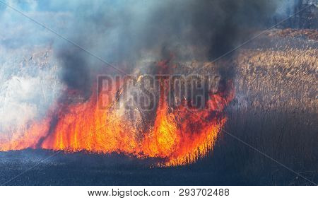 Raging Forest Spring Fires. Burning Dry Grass, Reed Along Lake. Grass Is Burning In Meadow. Ecologic