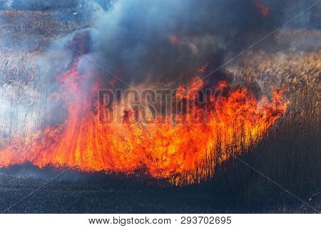Raging Forest Spring Fires. Burning Dry Grass, Reed Along Lake. Grass Is Burning In Meadow. Ecologic