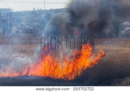 Raging Forest Spring Fires. Burning Dry Grass, Reed Along Lake. Grass Is Burning In Meadow. Ecologic