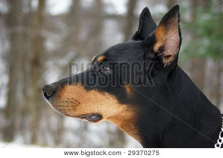 Doberman Pinscher ด้วยหิมะบนใบหน้า