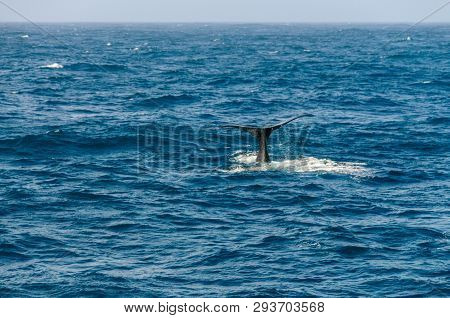 The Tail Fin Of A Diving Southern Right Whale - Eubalaena Australis- In The South Atlantic Ocean.