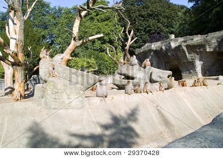 Troupeau de singes