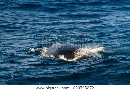 The Blow Hole Of A Southern Right Whale -eubalaena Australis- Surfacing In The South Atlantic Ocean.